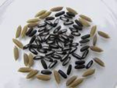 Black Glutinous Rice Pigment